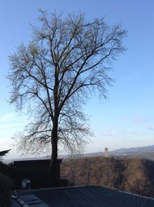 Pruning the large oak tree at Villa Gelsomina on 3.4.2015 - before!