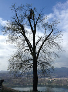 Pruning the large oak tree at Villa Gelsomina on 3.4.2015 - during!