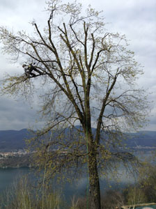 Pruning the large oak tree at Villa Gelsomina on 3.4.2015 - during!