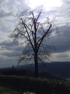 Pruning the large oak tree at Villa Gelsomina on 3.4.2015 - after!