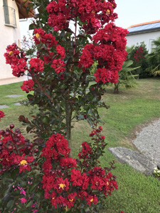 Lagerstroemia Dynamite at Villa Gelsomina, flowering for the first time! Photo August 2017 courtesy of Jason Chapman