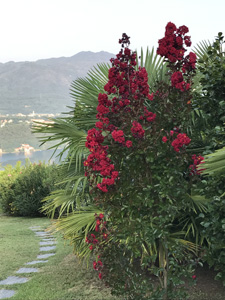Lagerstroemia Dynamite at Villa Gelsomina, flowering for the first time! Photo August 2017 courtesy of Jason Chapman