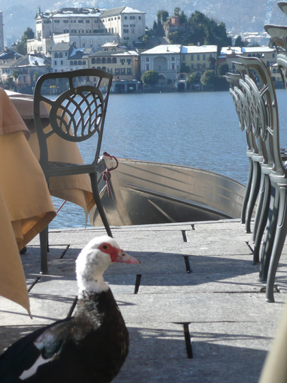 Ducks enjoying the view from Piazza Motta (talen 15/2/2012)