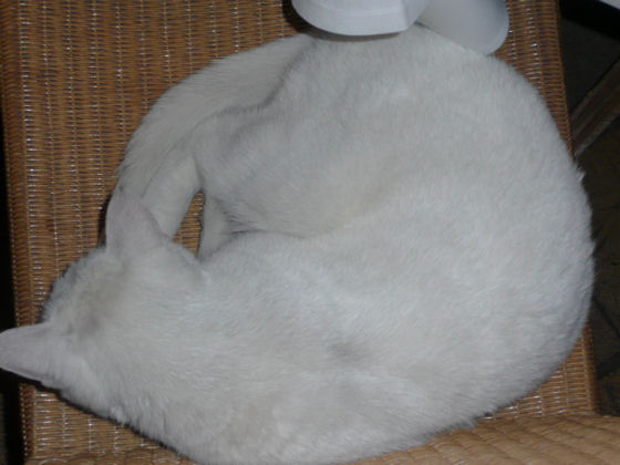 gatecrasher